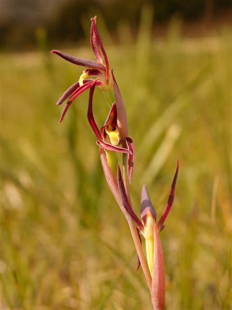 Lyperanthus Suaveolens Red Brown Ground Orchid Seen During Flickr