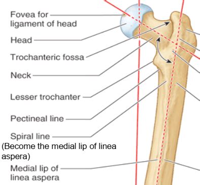 Pectineal Line Of Femur