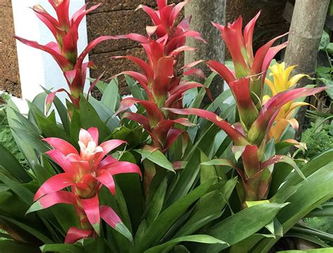 How To Propagate Bromeliads Step By Step Heres All You Need To Know