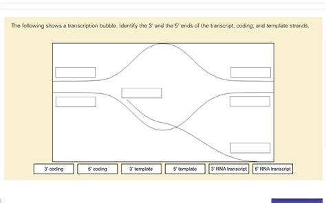 SOLVED The Following Shows A Transcription Bubble Identify The 3 And