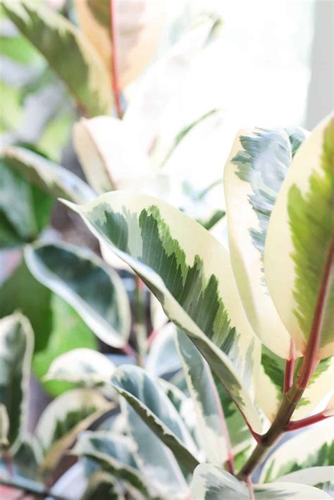 Variegated Rubber Plant Tree Grow and Care Tips - Paisley Plants