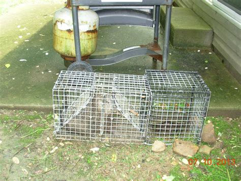 Groundhog & Woodchuck Removal | Trapping Tips | Baby Groundhogs