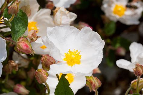 Salbeibl Ttrige Zistrose Cistus Bild Kaufen