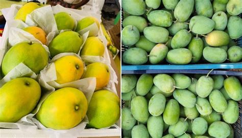 mango season  india underway market response  positive