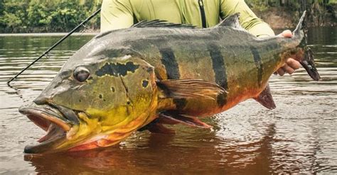 world record speckled peacock bass landed  brazil flylords mag