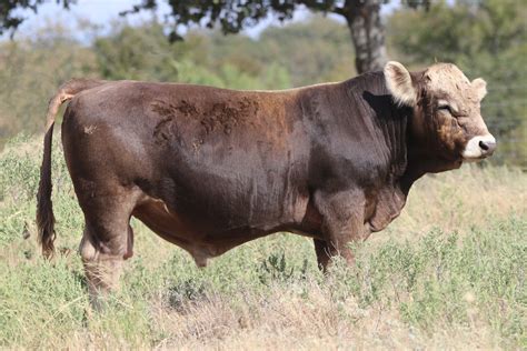 Braunvieh Cattle At La Roca Range In Texas