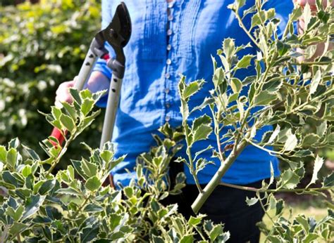 Hulst Snoeien Stekken Planten Verzorging Gardeners World