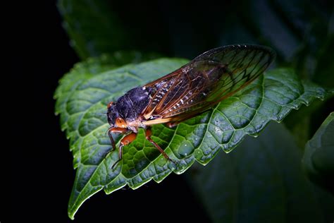 Billions of cicadas are about to emerge, creating a once-in-a-lifetime ...