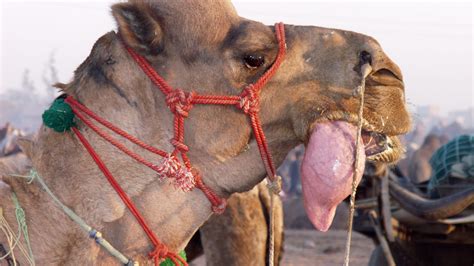 Ecologist finds flora, fauna and wildlife in India's Thar Desert