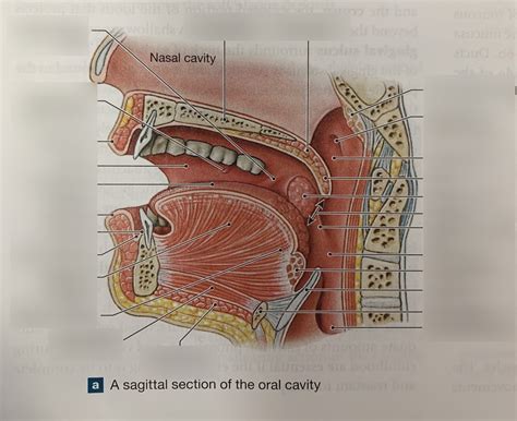 Oral Cavity Diagram Quizlet