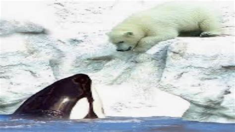 Orca Vs Urso Polar Quem Vence Youtube