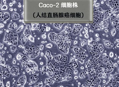 caco2细胞 atcc细胞购买 Caco 2细胞