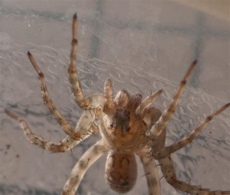 Small Beach Spider Arctosa Littoralis Bugguide Net