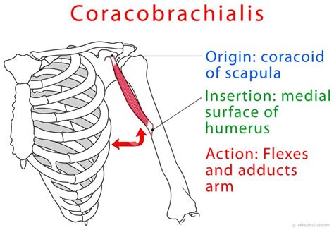 Coracobrachialis Muscle Function, Strength Test, Pain | eHealthStar