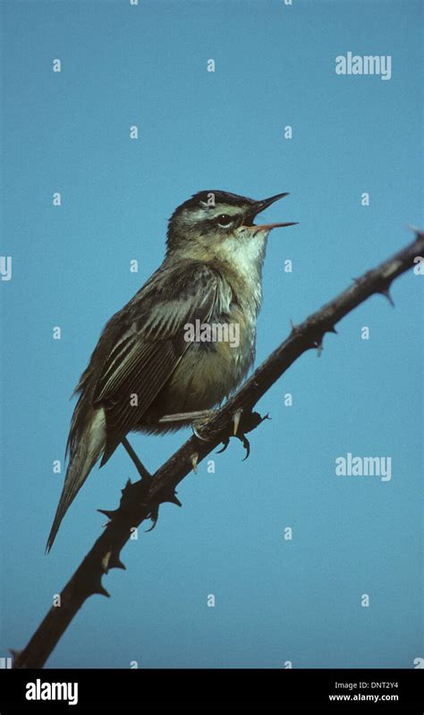 Sedge Warbler Acrocephalus Schoenobaenus Adult Male Singing Marshside