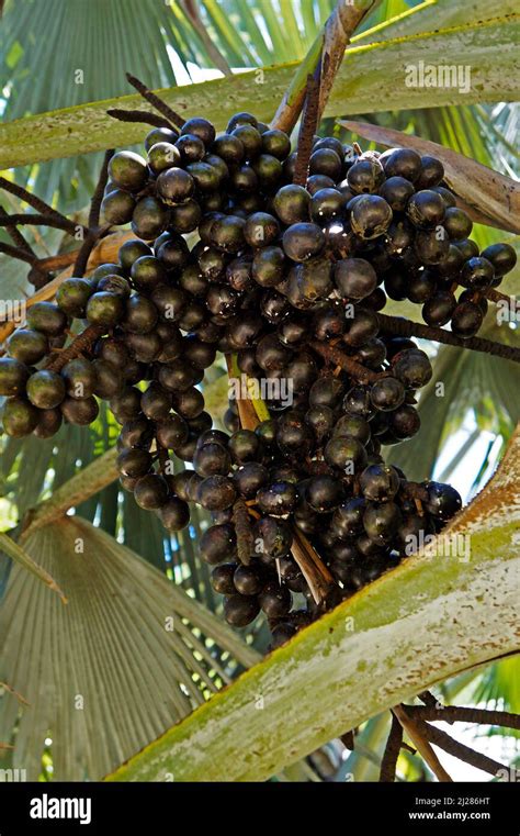 Black Palm Tree Fruits Minas Gerais Brazil Stock Photo Alamy