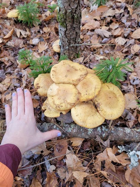 Honey Mushrooms? Edible? : r/mycology