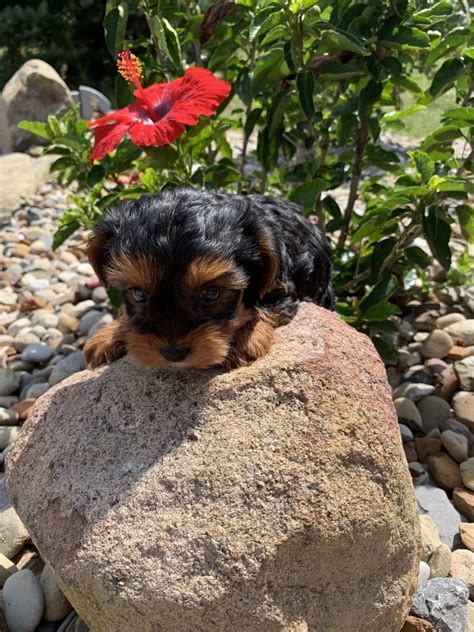 YorkiePoo Puppies For Sale North Fairfield OH 307814