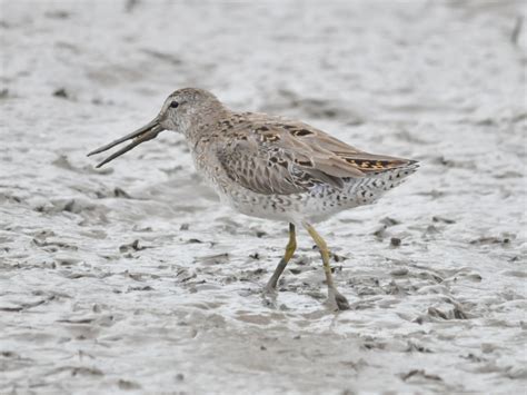 The Online Zoo - Stilt Sandpiper