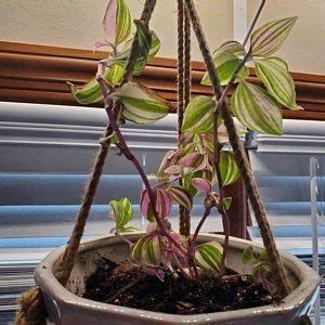 Tri Color Bolivian Jew Callisia Repens Variegated Variegated Etsy