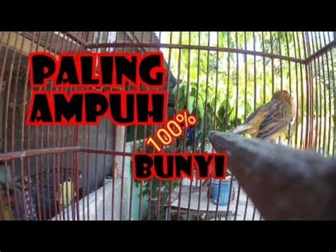 KENARI GACOR DURASI PANJANG COCOK UNTUK MASTERAN BURUNG KICAU YouTube