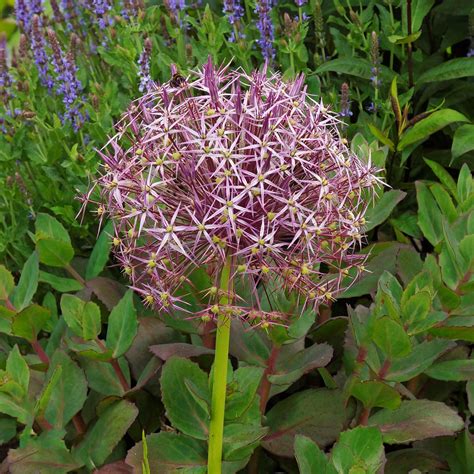 Purple Allium Bulbs for Sale Online | Christophii (Star of Persia