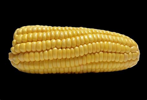 corn outline stock  images  backgrounds