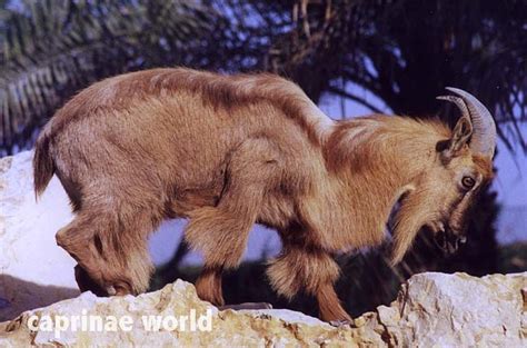 Arabian Tahr (Arabitragus jayakari) – Ralfs' Wildlife and Wild Places