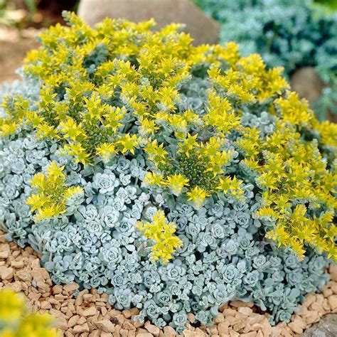 Sedum Spathulifolium Cape Blanco White Flower Farm