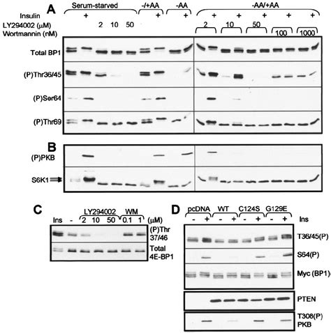 Effects Of Pi 3 Kinase Inhibitors Or Pten On The Phosphorylation Of