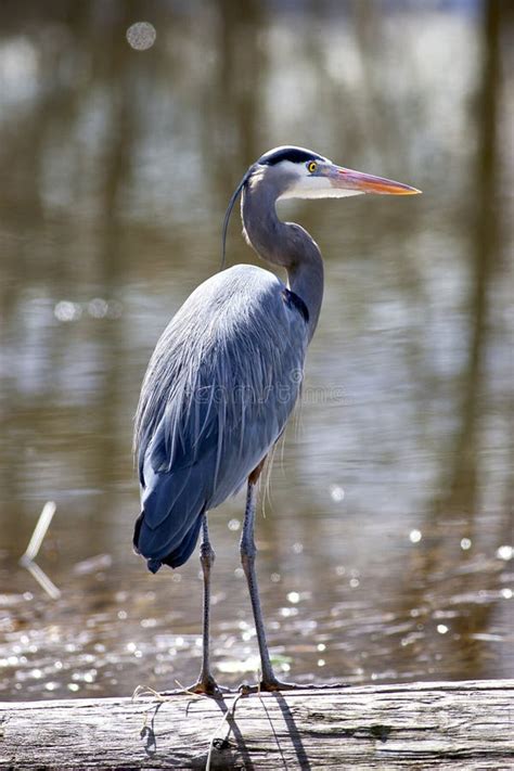 Standing Tall Stock Photo Image Of Wadeing Ardea Bird