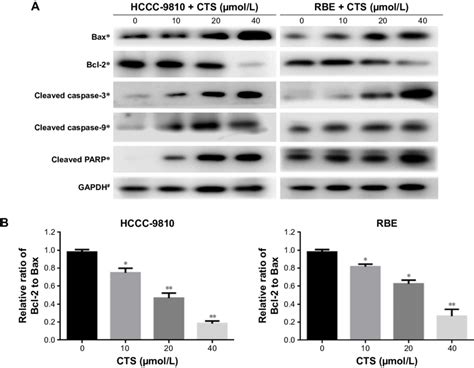 Cts Alters The Expression Of Apoptosis Related Proteins In Cca Cells