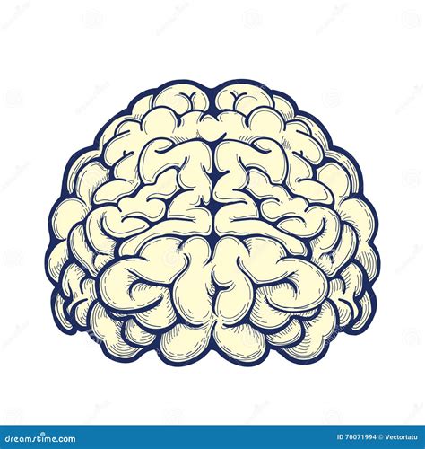 Human Brain Hand Drawn Icon Stock Vector Illustration Of Mental