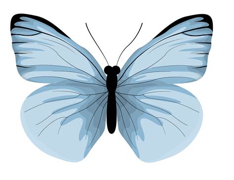 Realistic Blue Butterfly Illustration Blue Butterfly Vector Insect