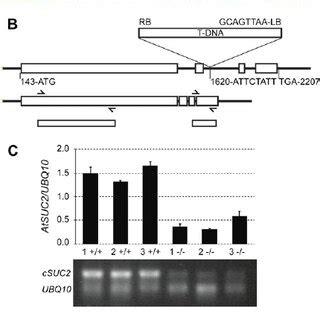 Characterization Of The T Dna Insertion Mutant Salk A Severe