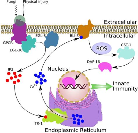 Figure 7 From The DAF 16 FOXO Transcription Factor Functions As A