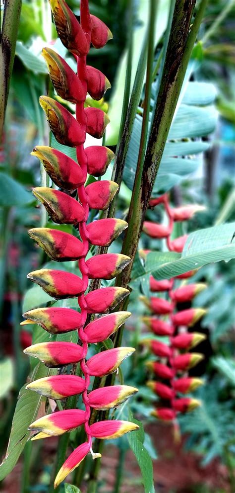 Plant Heliconia Rostrata Botany Free Photo On Pixabay Pixabay