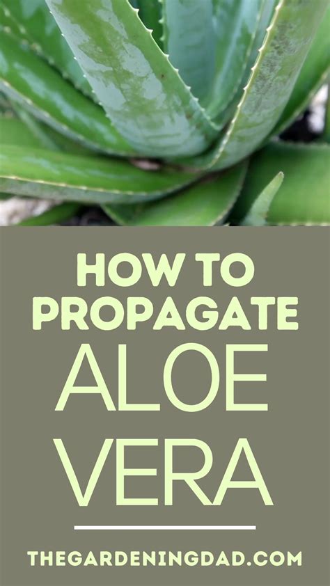 How To Harvest Aloe Vera Artofit