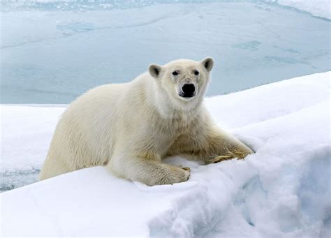 Polar Bear Shot Killed By Cruise Ship Guard Near North Pole