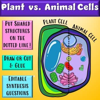 Comparing Plant and Animal Cell Organelles Activity Worksheet | TPT