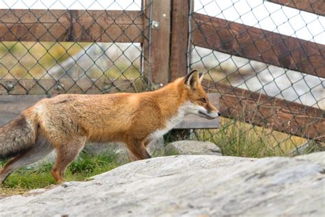 Renards Conseils Pour Les Loigner De Son Jardin