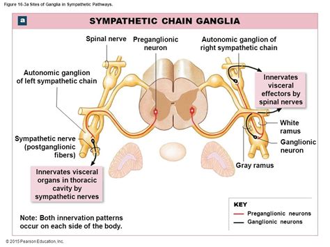 sympathetic chain ganglion Diagram | Quizlet