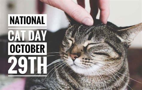 National Cat Day – AMC Blog