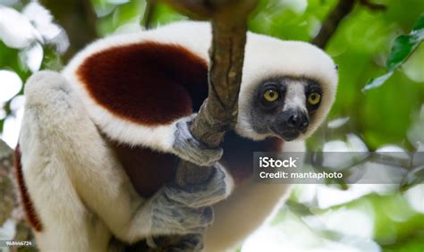 lemur  rain forest trees madagascar stock photo  image