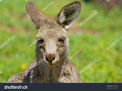 An Eastern Gray Kangaroo In Natural Habitat Up Close Stock Photo ...