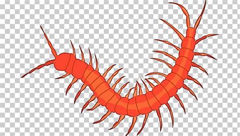 Animated Centipede Clipart 16 Free Cliparts Download Images On