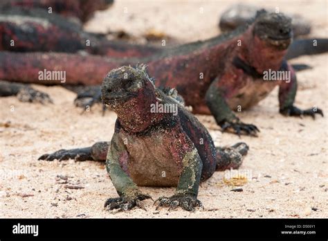 Una Iguana Marina De Gal Pagos Amblyrhynchus Cristatus Fotograf A De