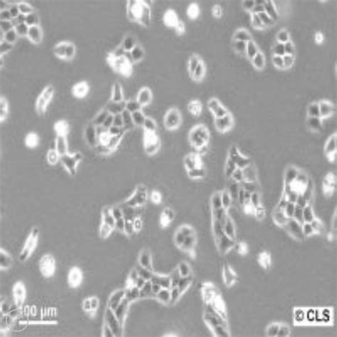 Distinguishing Between A Cell Line And Immortalized Primary Cells Xl