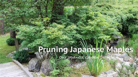 Pruning Japanese Maples After The Summer Growth Our Japanese Garden Escape Youtube