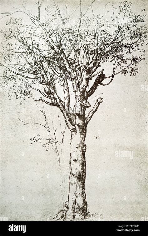 Estudio de un árbol de Leonardo da Vinci Leonardo di ser Piero da